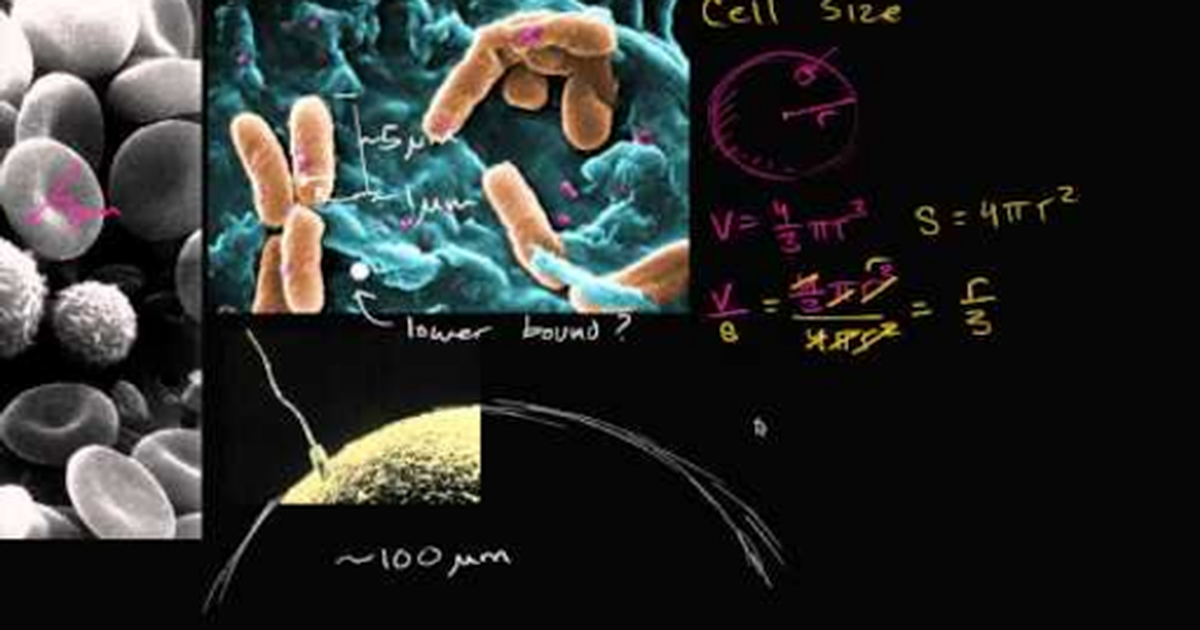 Cell Size