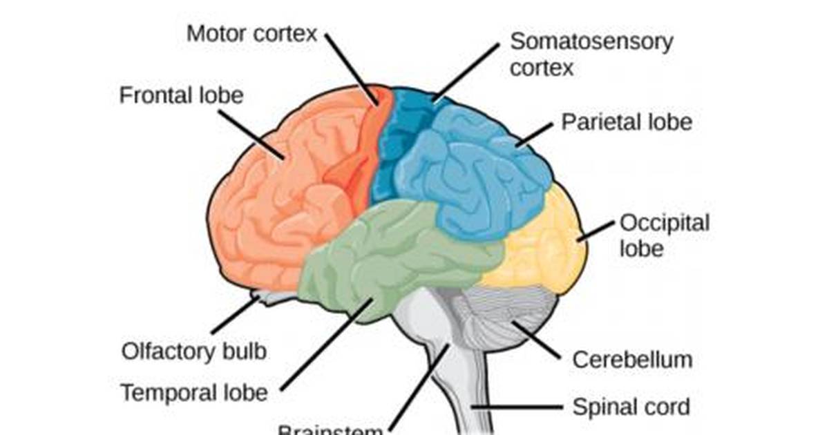 Nervous System: The Central Nervous System