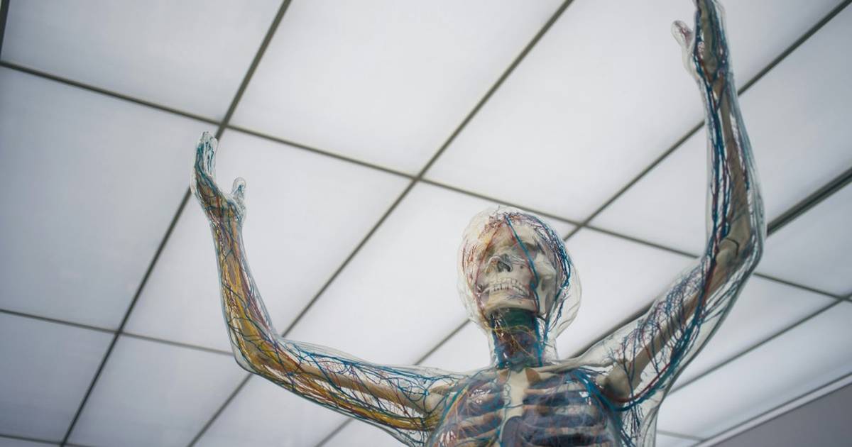 Nervous System Overview