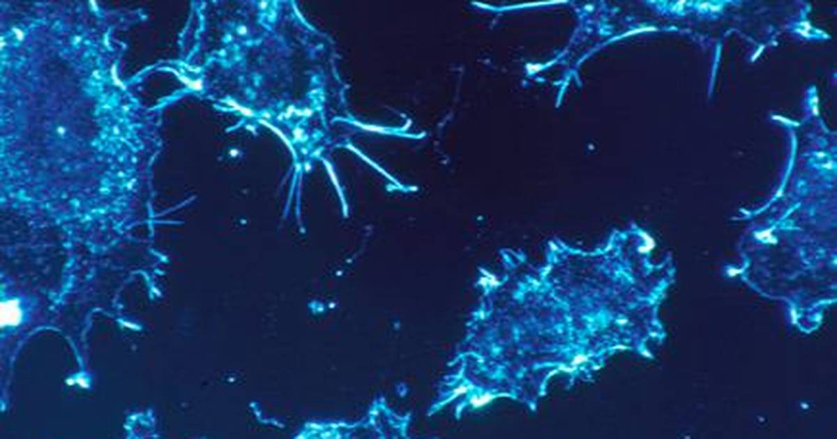Growth Factors, Cyclins and Cancer