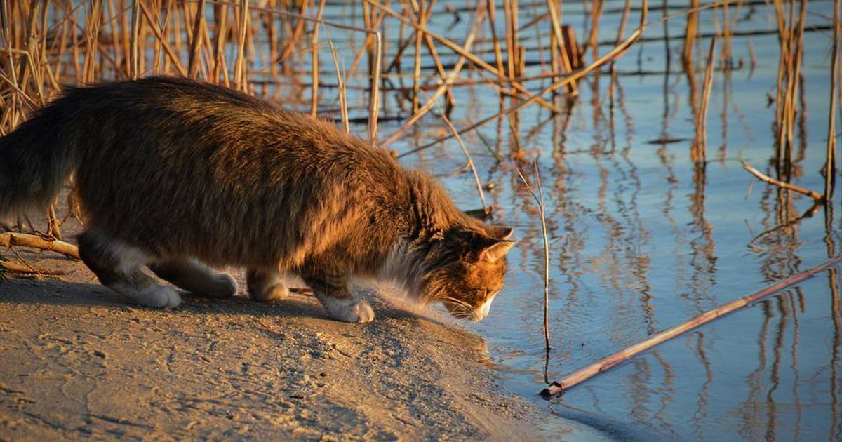 Why Do Cats Hate Water?