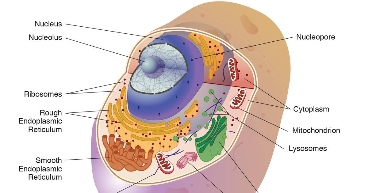 Eukaryotic Cell