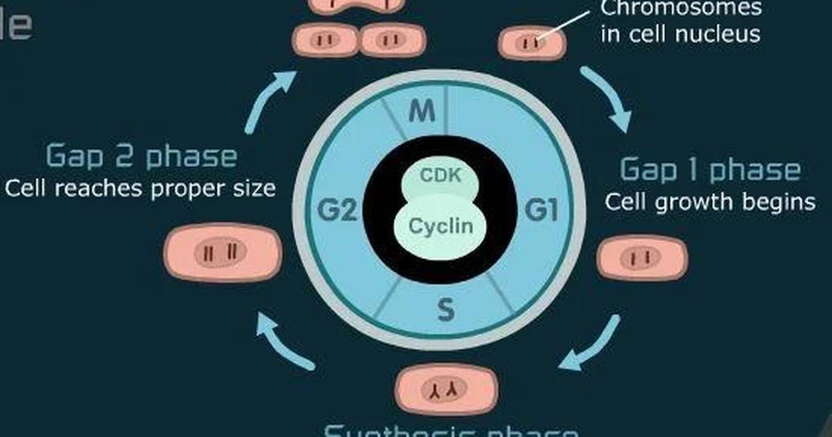 Control of the Cell Cycle