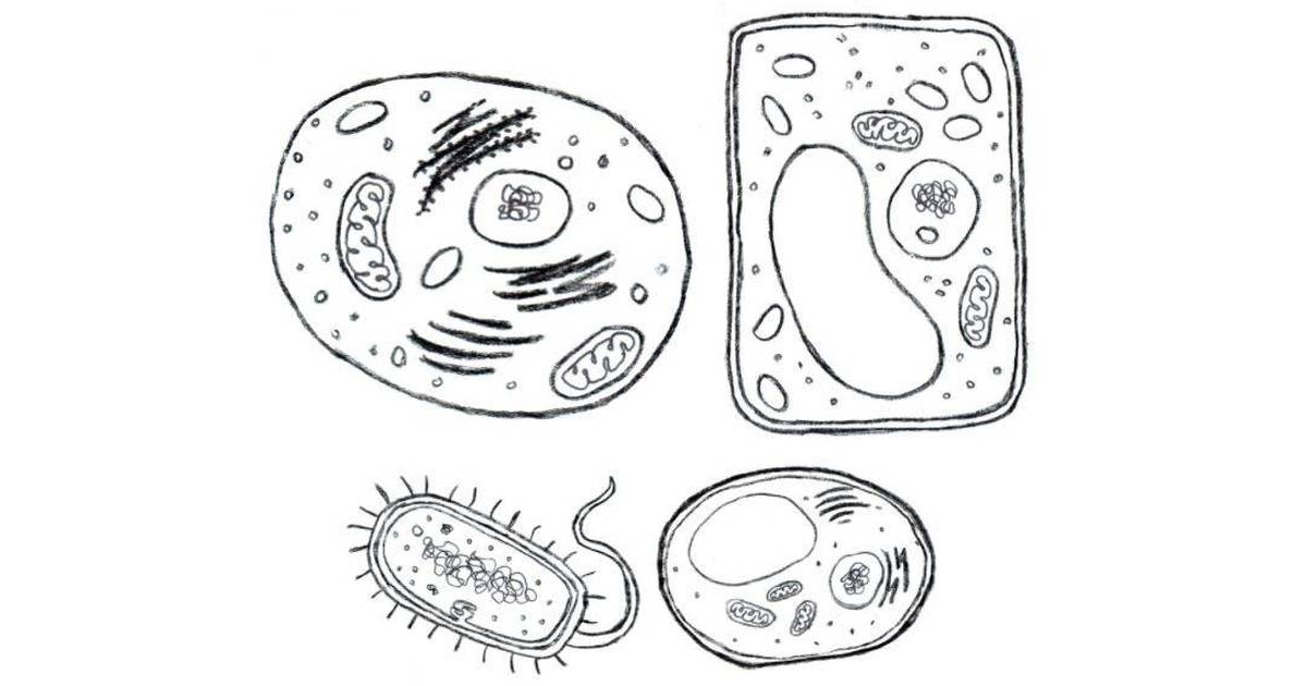 Comparing Four Cells: Animal, Plant, Bacteria, Yeast