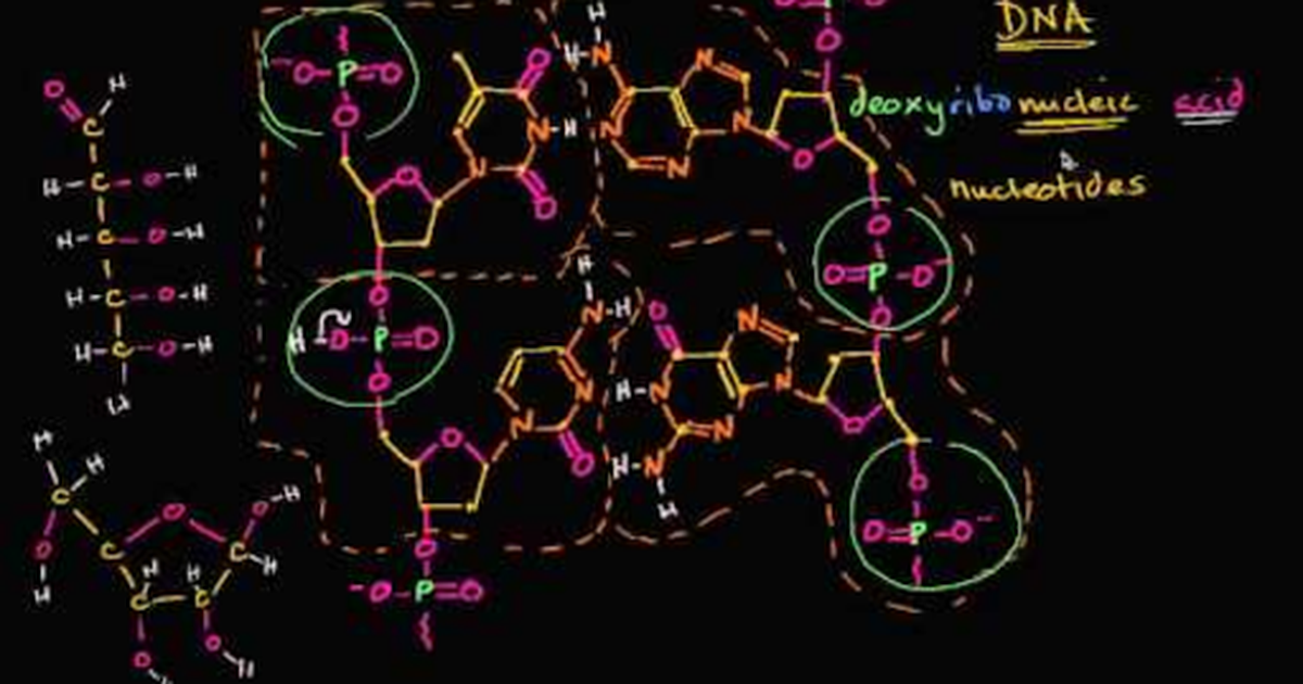 Molecular Structure of DNA