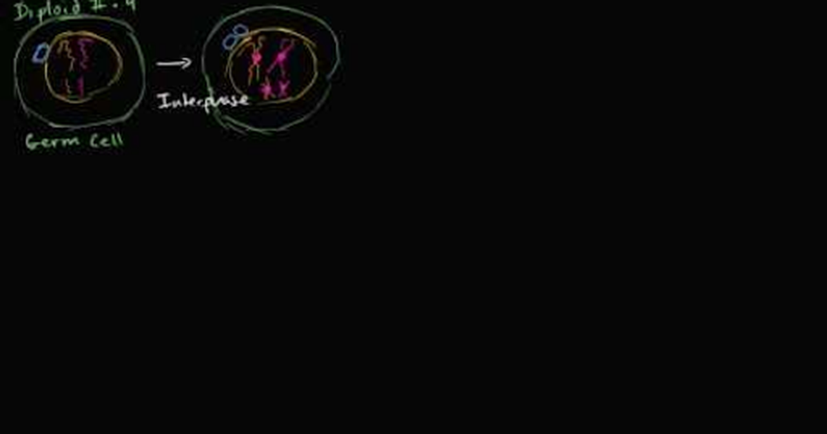 Chromosomal Crossover in Meiosis I