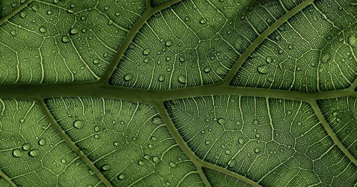 What Are Autotrophs?