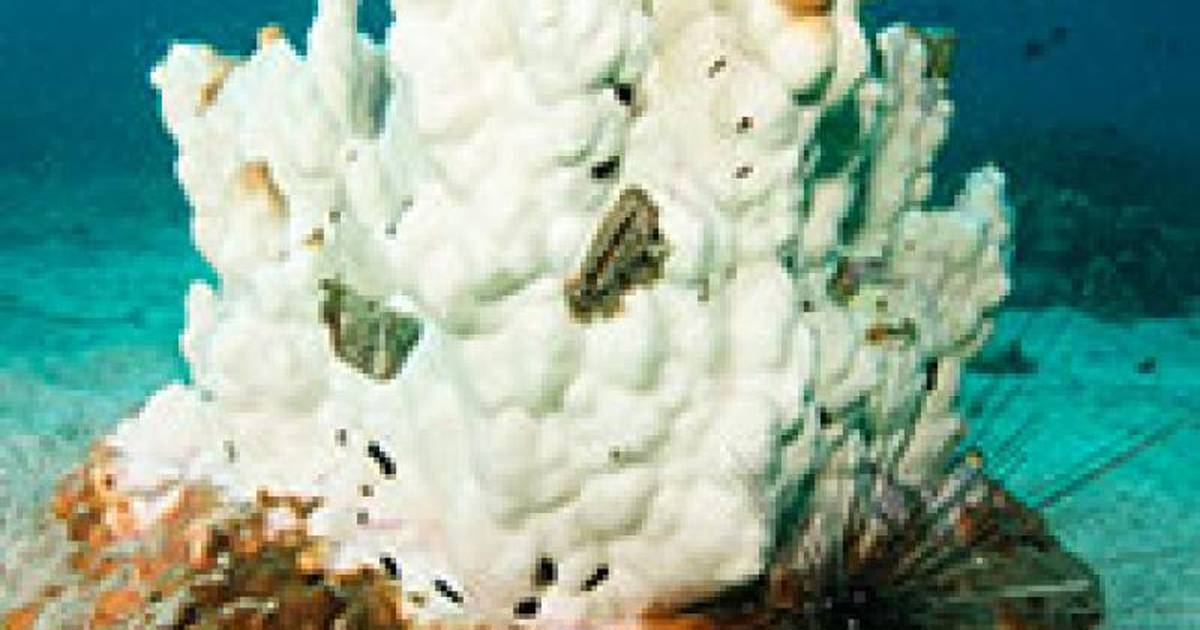 Coral Reefs and Global Warming