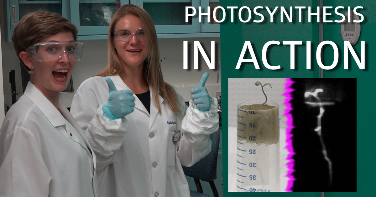 Photosynthesis! Plant Grafting!