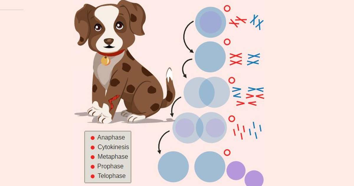 Mitosis: Wound Healing Process