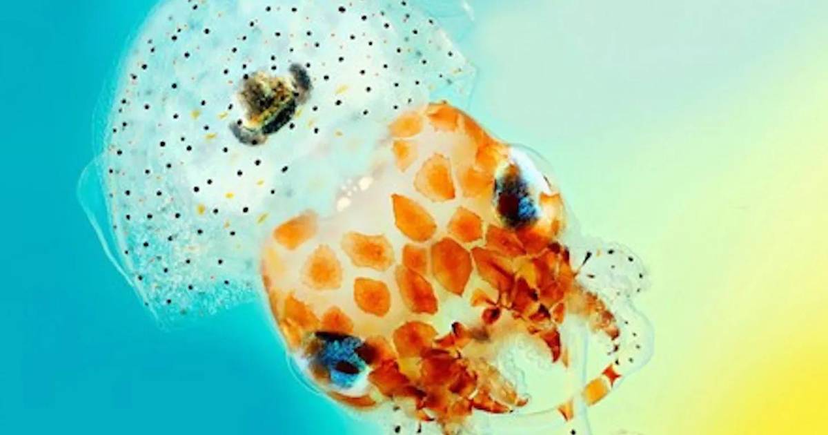 Lights. Camera. Action! How the Hawaiian Bobtail Squid Brings a Creative Vision to Its Maritime World of Small Big Screens