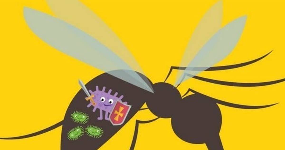 How Can Bacteria Stop Dengue?