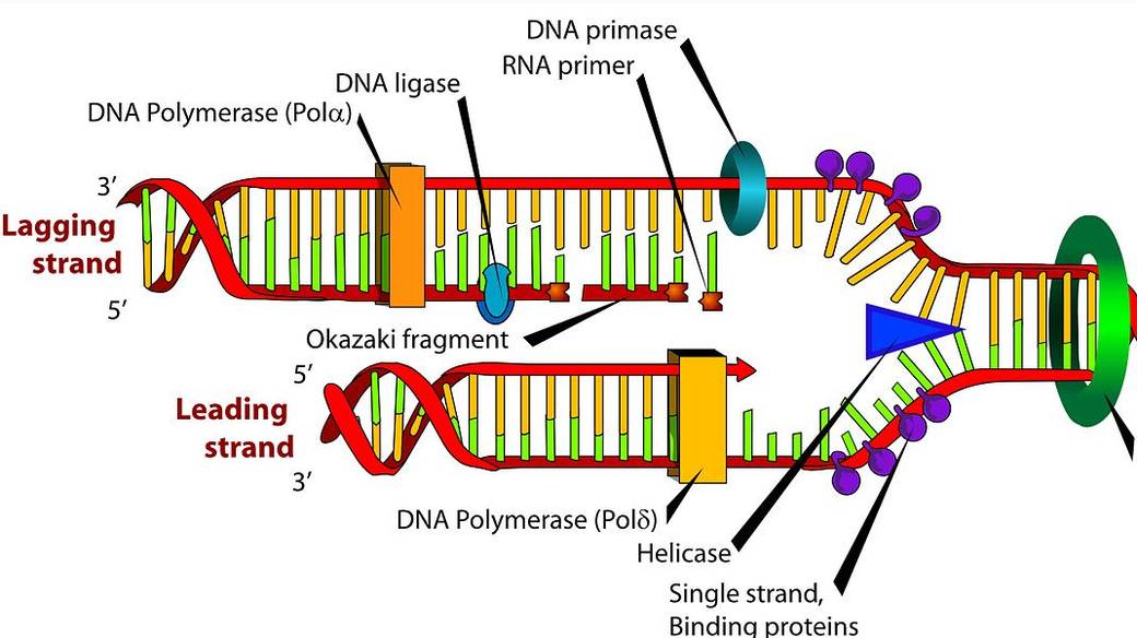 DNA ストランド　STRAND 鎖　15p Climbing the DNA Ladder with María José Fernández - LabXchange
