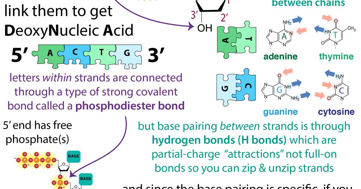 Infographic: Deoxynucleotide Structure