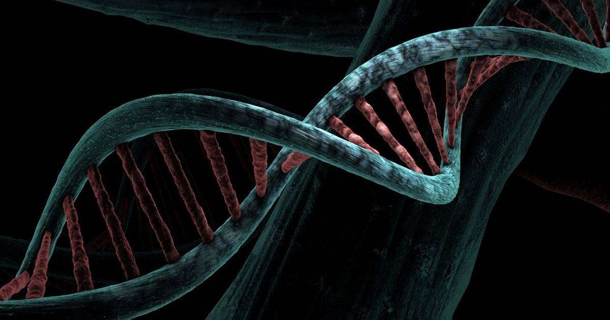 Protein Synthesis: Transcription