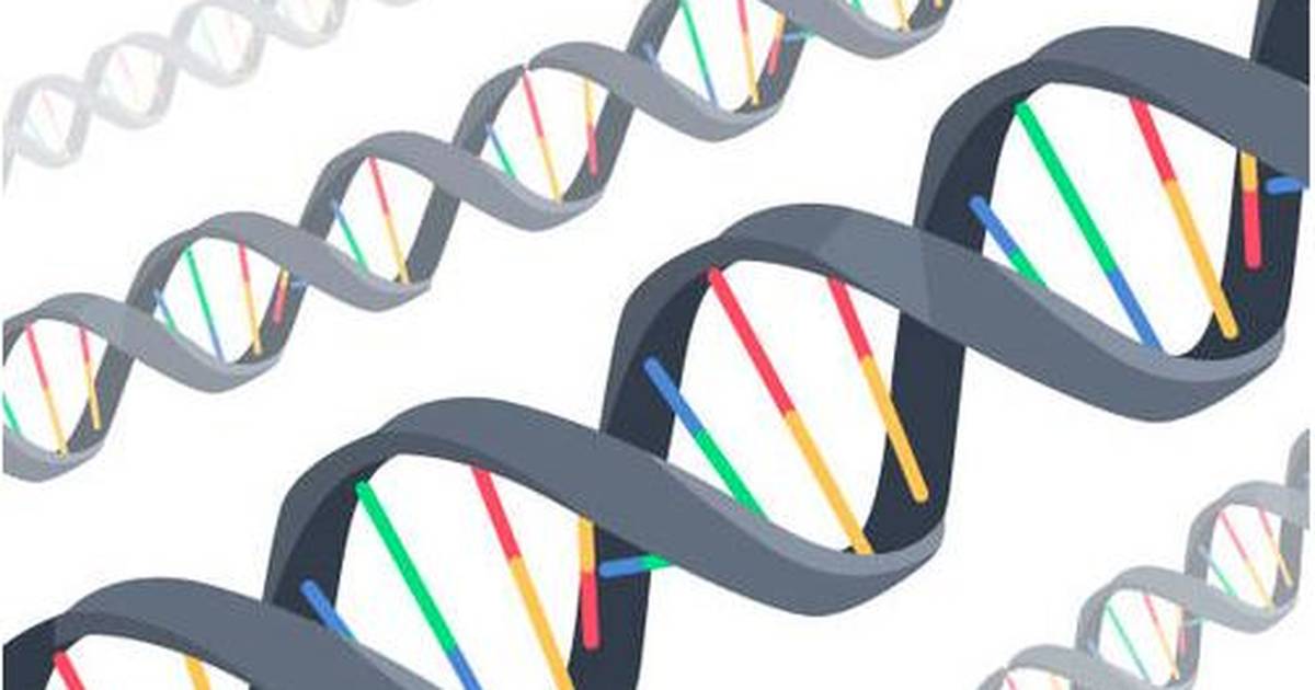 DNA: DNA Fingerprinting