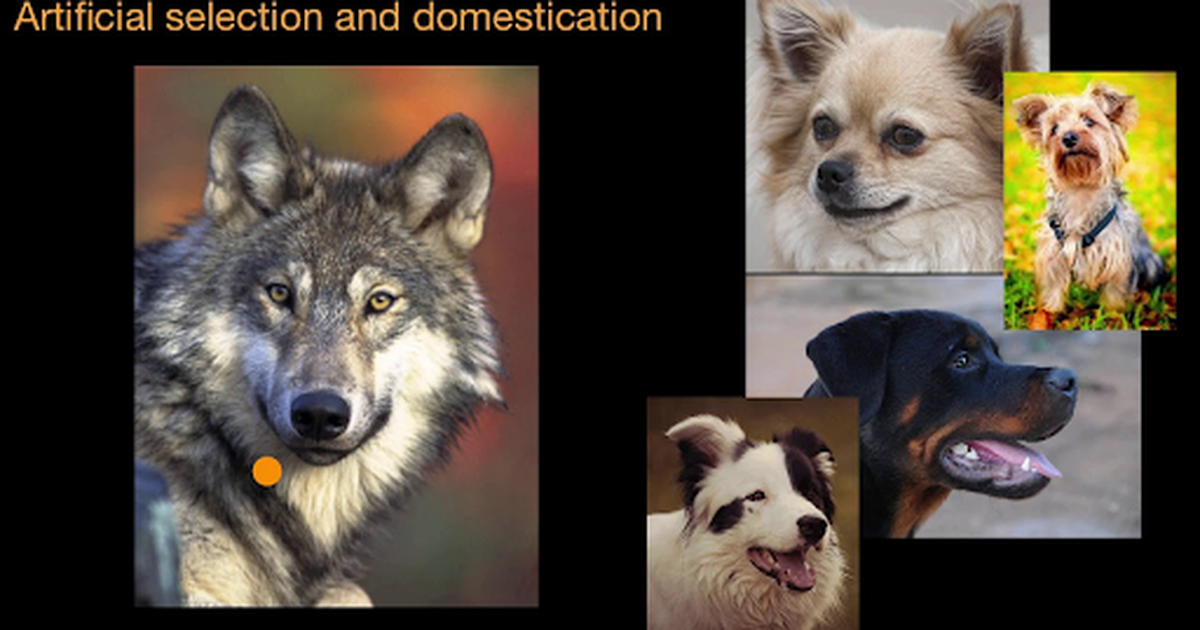 Artificial Selection and Domestication