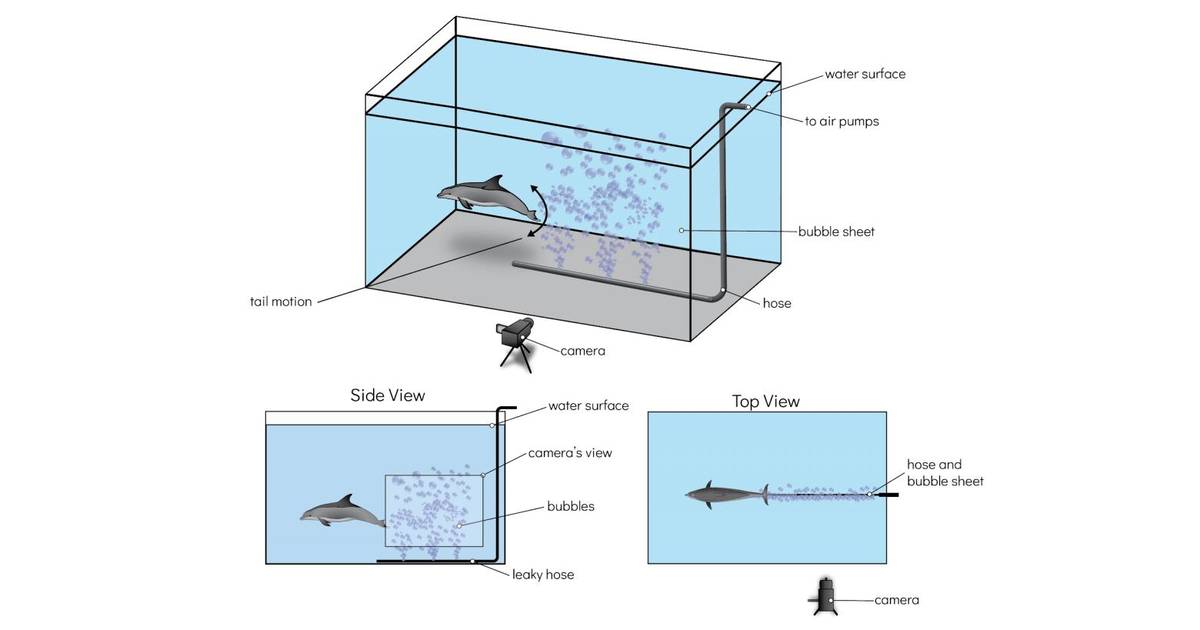 The Momentum of Swimming Dolphins