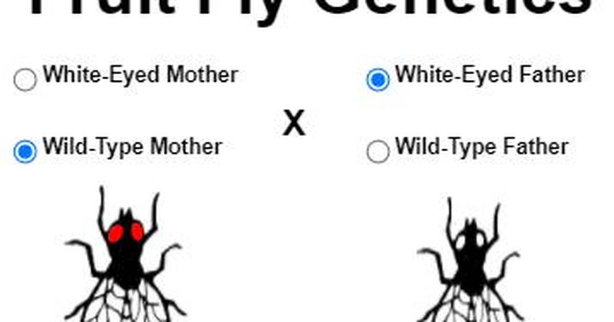 Drosophila Genetics Model - White Eyed vs. Wild Type