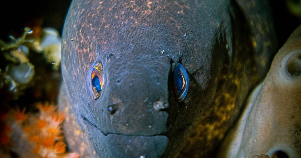 How Do Electric Fish Produce Electricity?