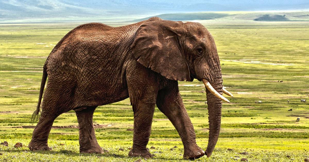 Maps and Elephant Distribution