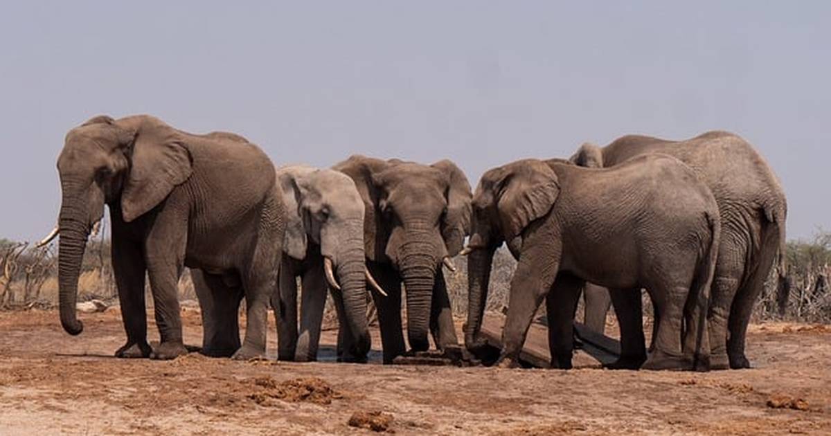 Elephant Ivory Cache