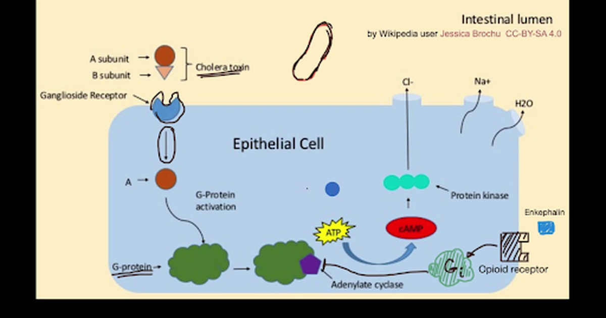 Activation and Inhibition of Signal Transduction Pathways