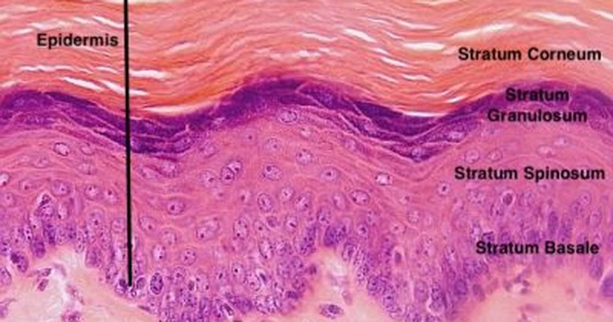 Integumentary System: Tissues of the Integumentary System