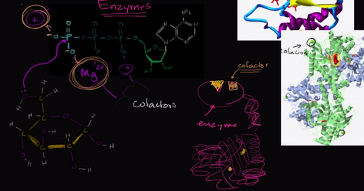 Enzyme Cofactors and Coenzymes
