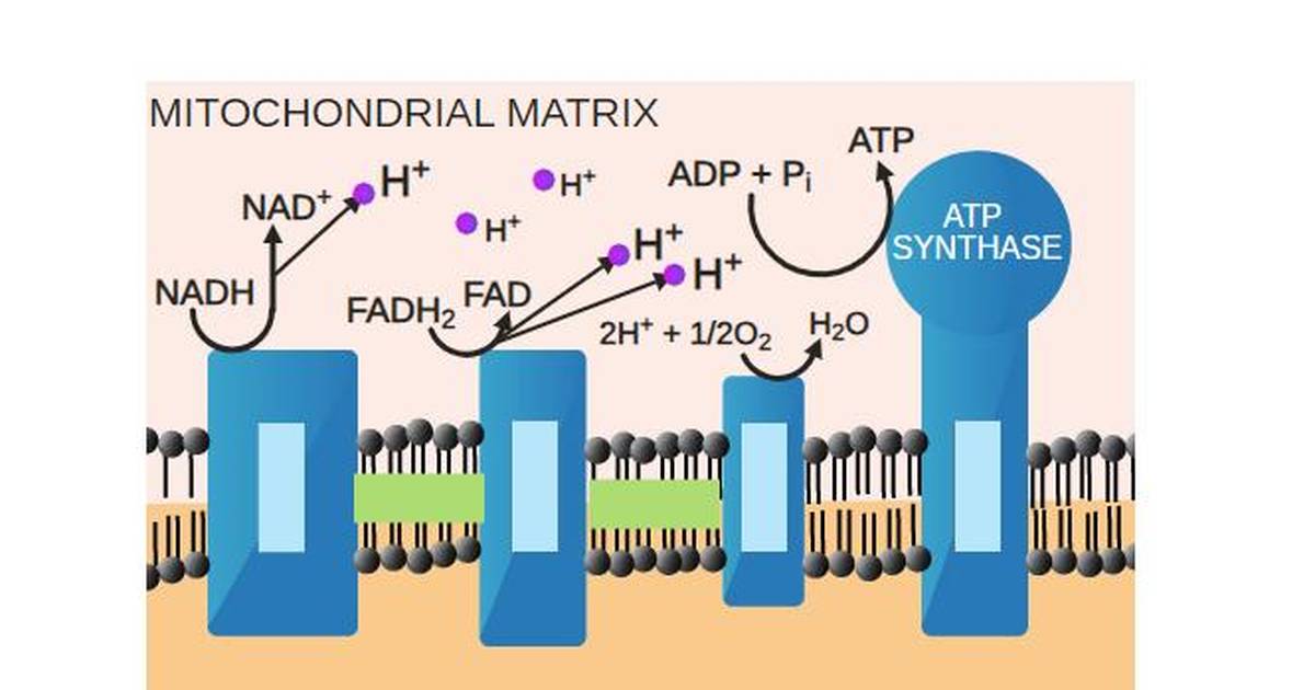 Electron Transport: Electron and Proton Flow