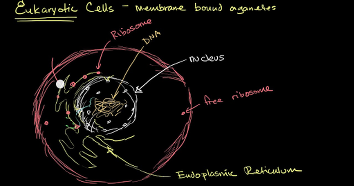 Organelles in Eukaryotic Cells