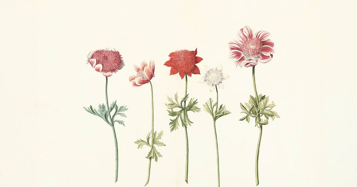 How to Identify Plants