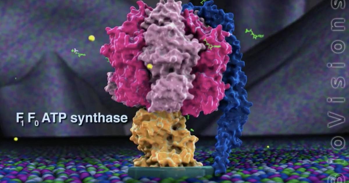 The F0/F1 ATPase and ATP Production