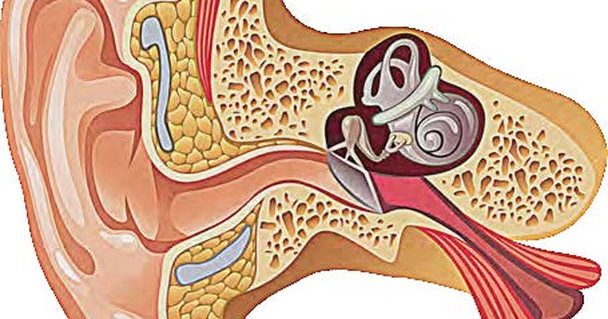 The Senses: Hearing
