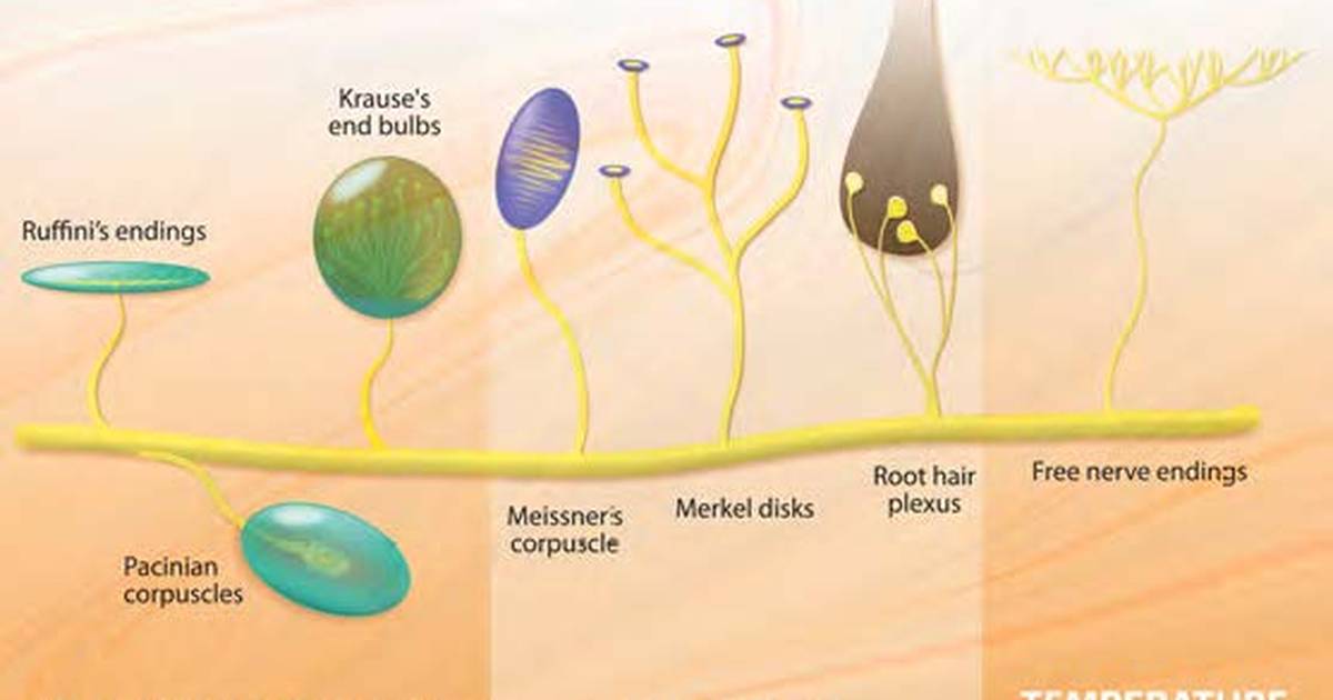 The Senses: Somatosensory System