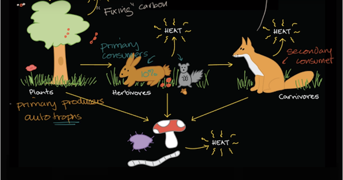 Flow of Energy and Matter Through Ecosystem