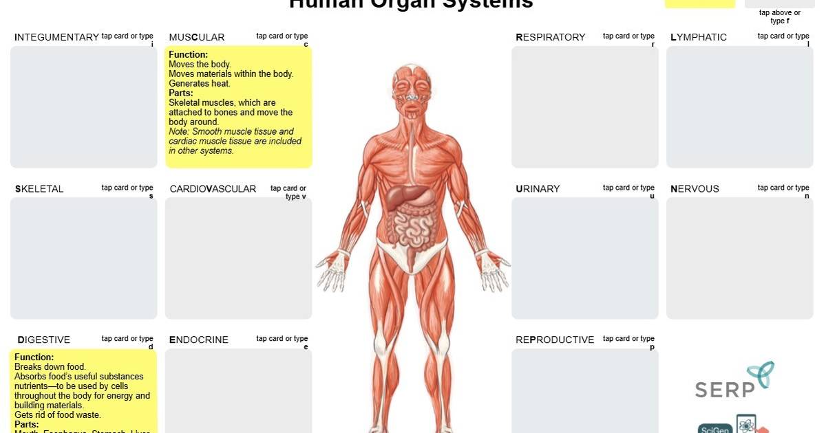 Interactive Human Body