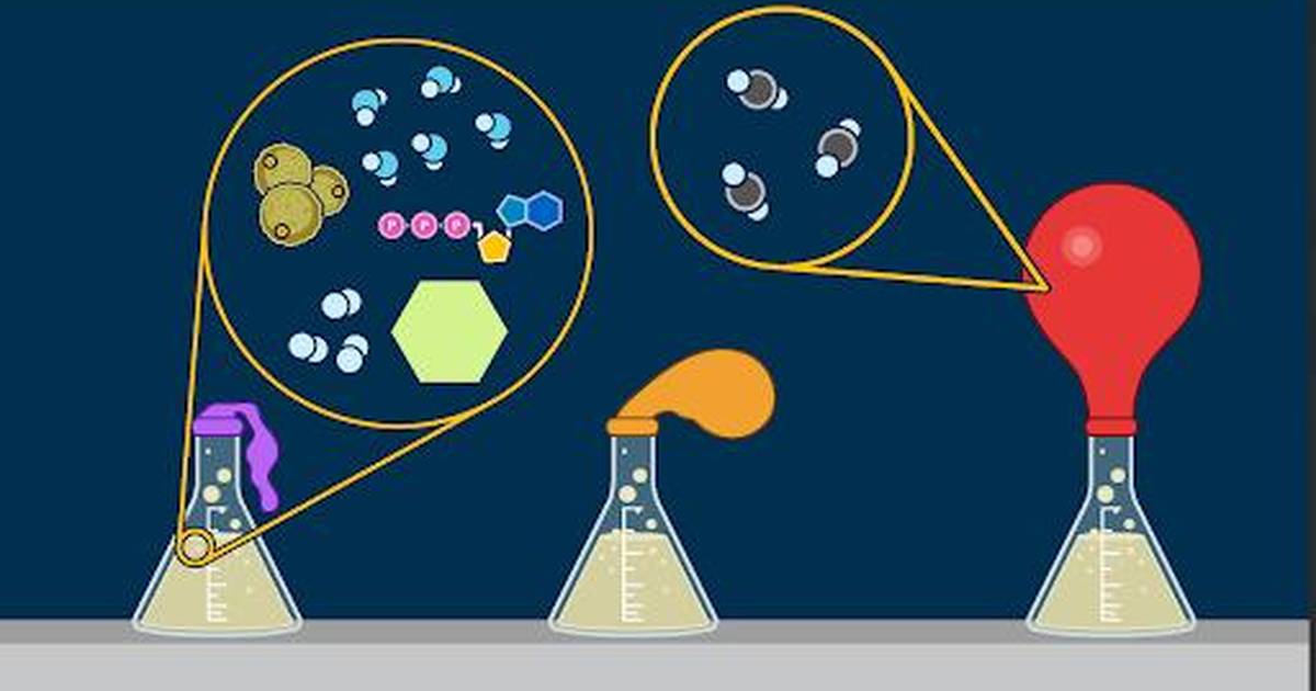 Worksheet: Cellular Respiration in Yeast Lab