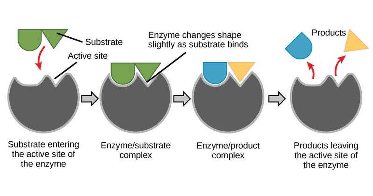 Biochemistry and Metabolism: Energy and Metabolism