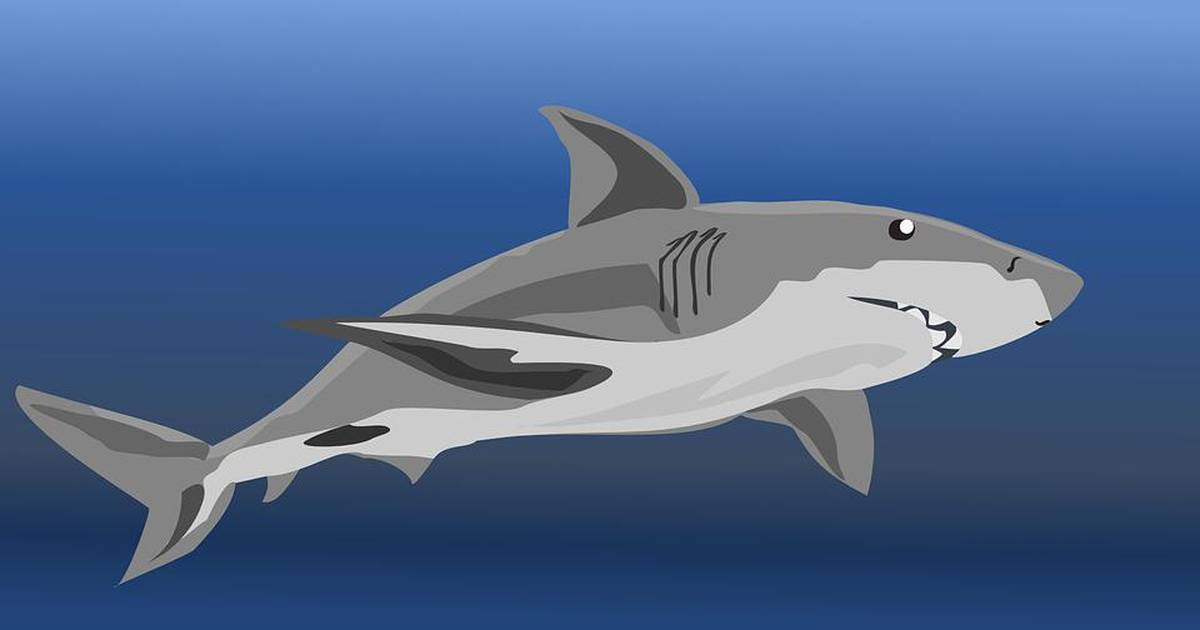 Lesson Plan: An Ocean without Sharks