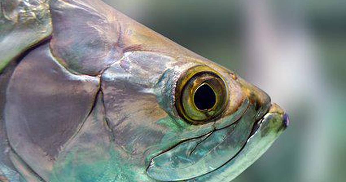 How Do Fish See Differently Than Us?