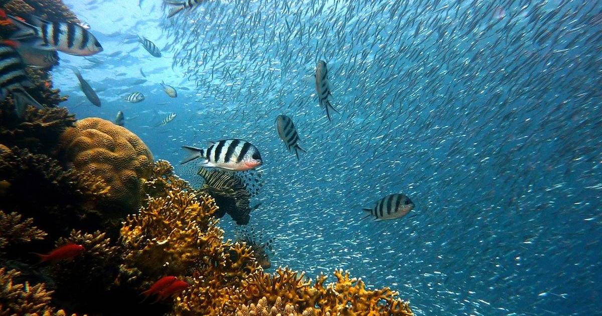 Lesson Plan | Healthy Oceans: Coral Reefs and Climate Change