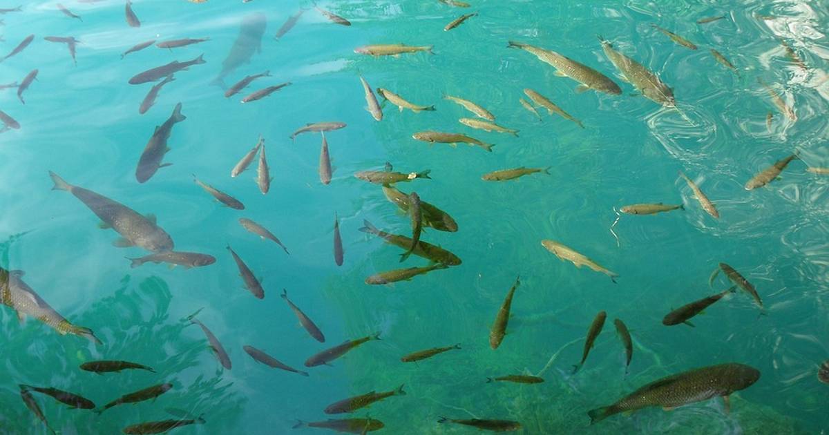 Stickleback Evolution Virtual Lab