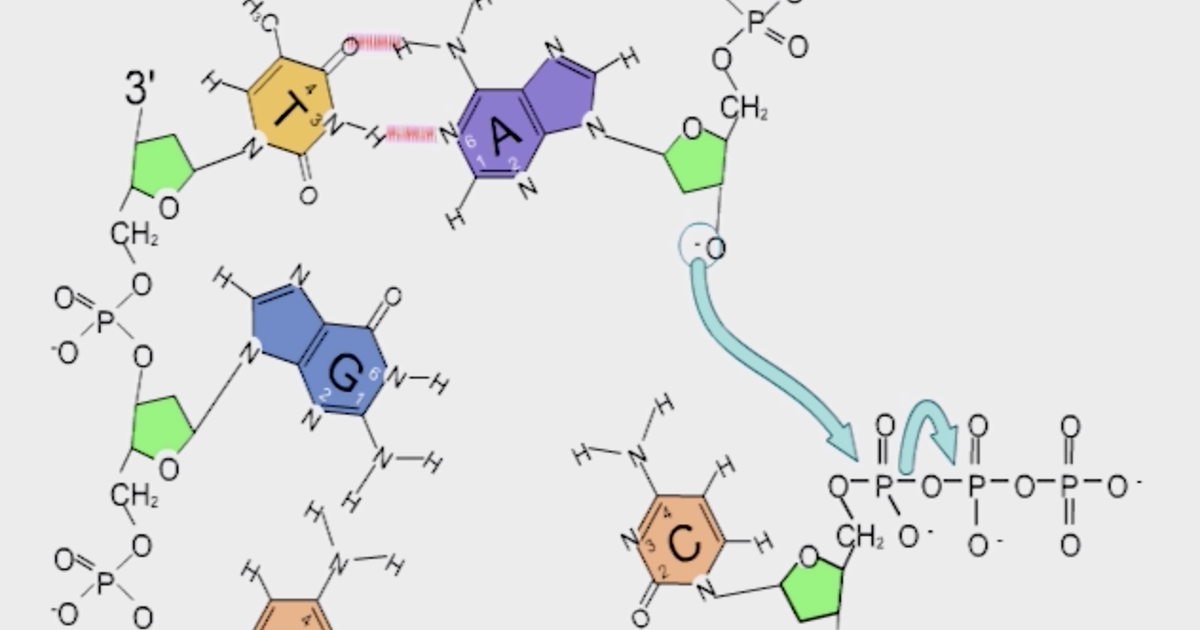 Formation of Phosphodiester Bond in DNA