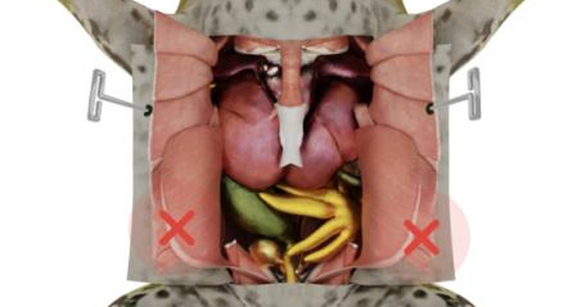 Worksheet: 3D Virtual Frog Dissection Lab