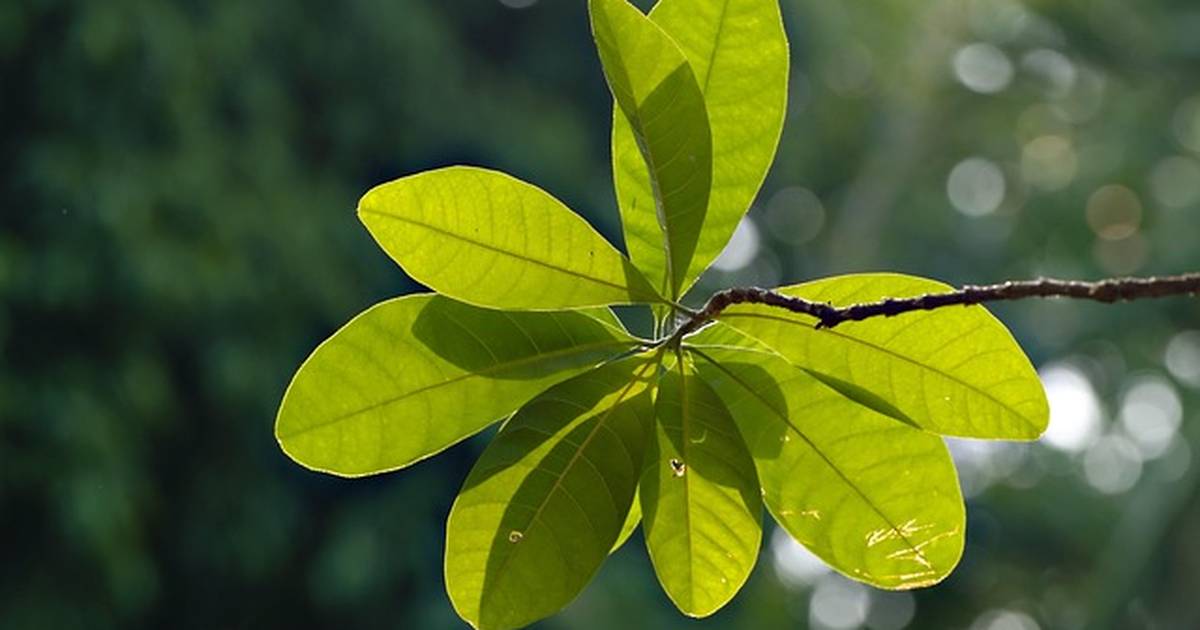 Matter Cycling – Chloroplasts and Food