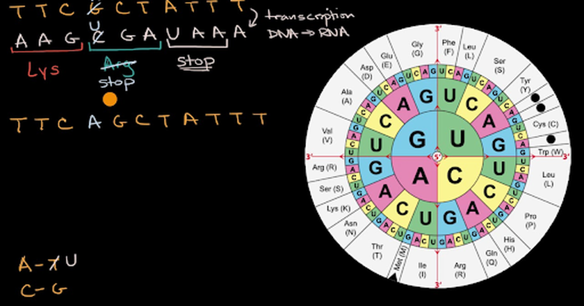 Impact of Mutations on Translation Into Amino Acids