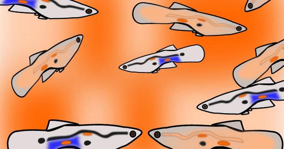 Guppy Evolution Simulation: Causes of Evolution and Hardy-Weinberg Equilibrium