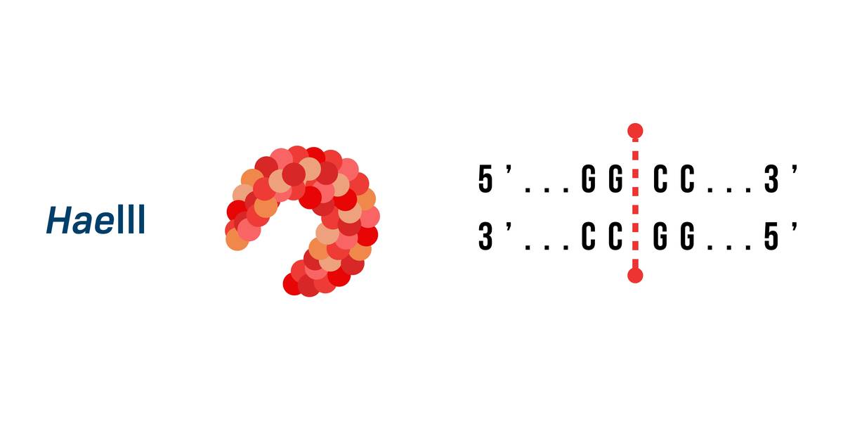 HaeIII Restriction Enzyme