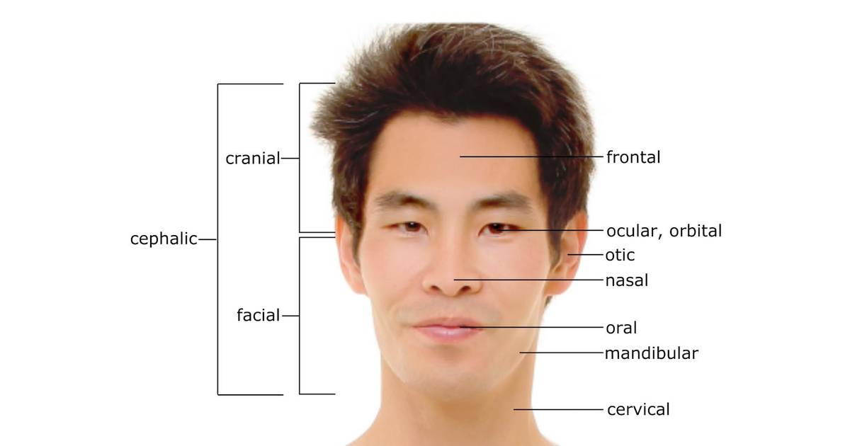 Anatomical Terminology: Developing a Common Language - Describing Parts of the Body